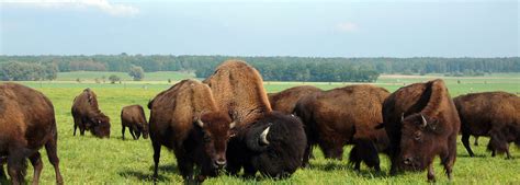 bison wermsdorf